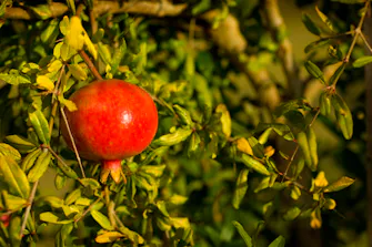 Ripe pomegranates on the orchard at Talga Estate, Lovedale Hunter Valley