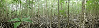Nearby Attraction - Mangroves in Panama