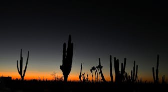 cactus sunset at Aventuras hotel in Loreto Bay Baja