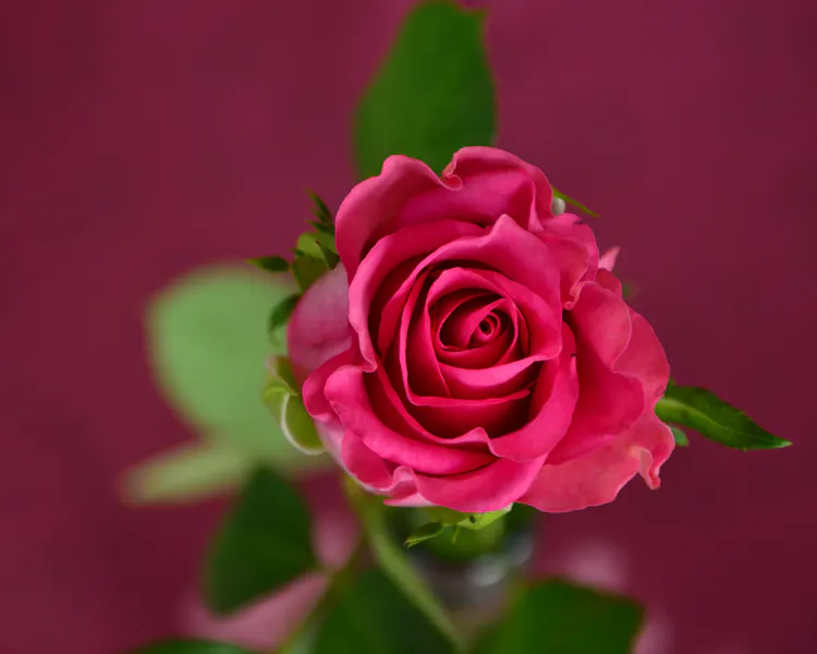 Hotel Romantik Bel-Air Sport & Wellness, Mullerthal, Luxembourg