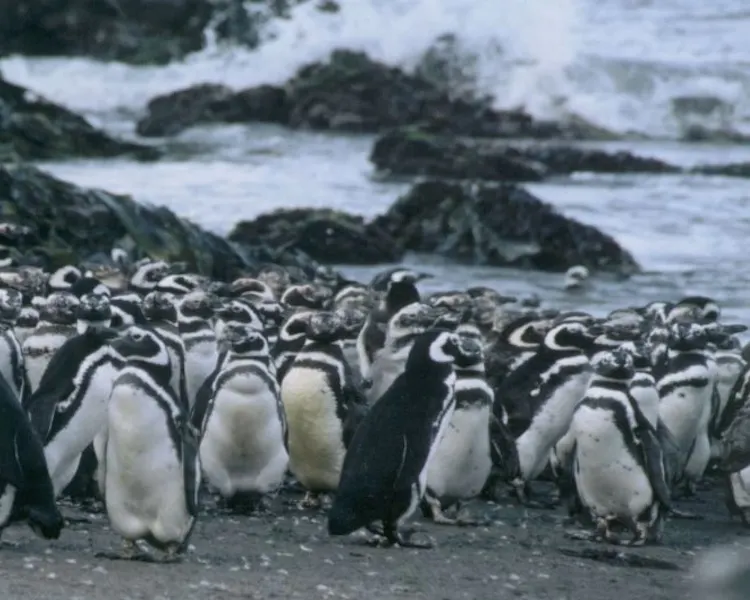 Pinguineras de Puñihuil