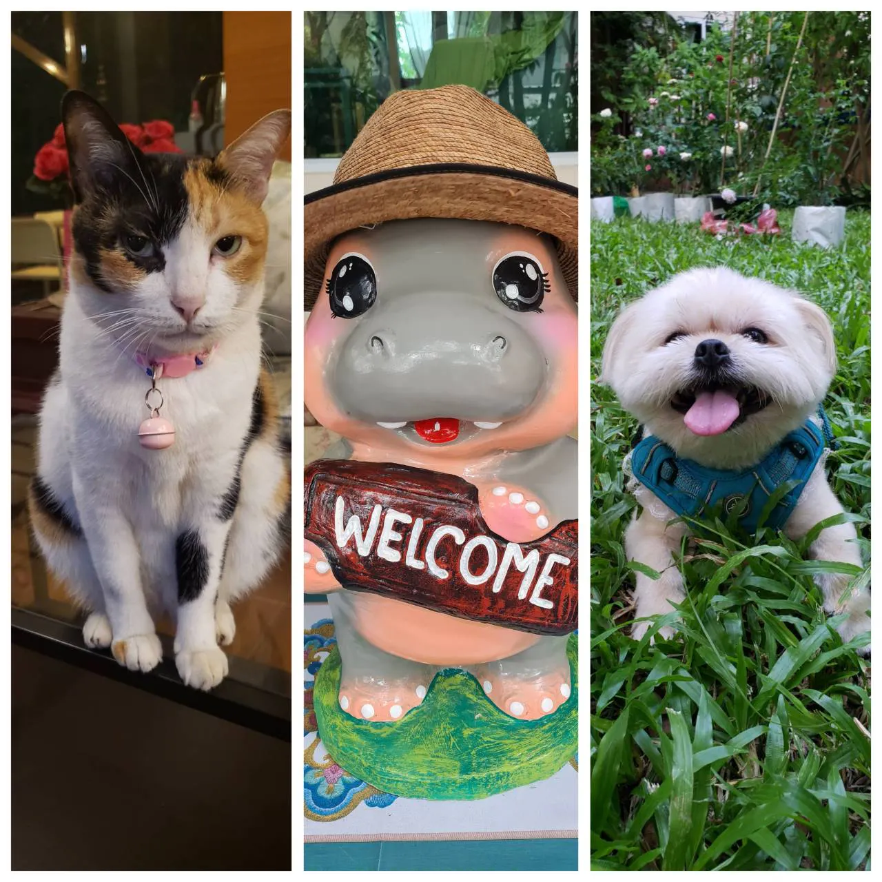 Warm pet friendly welcome at U Tiny Boutique Hotel near Suvarnabhumi Airport