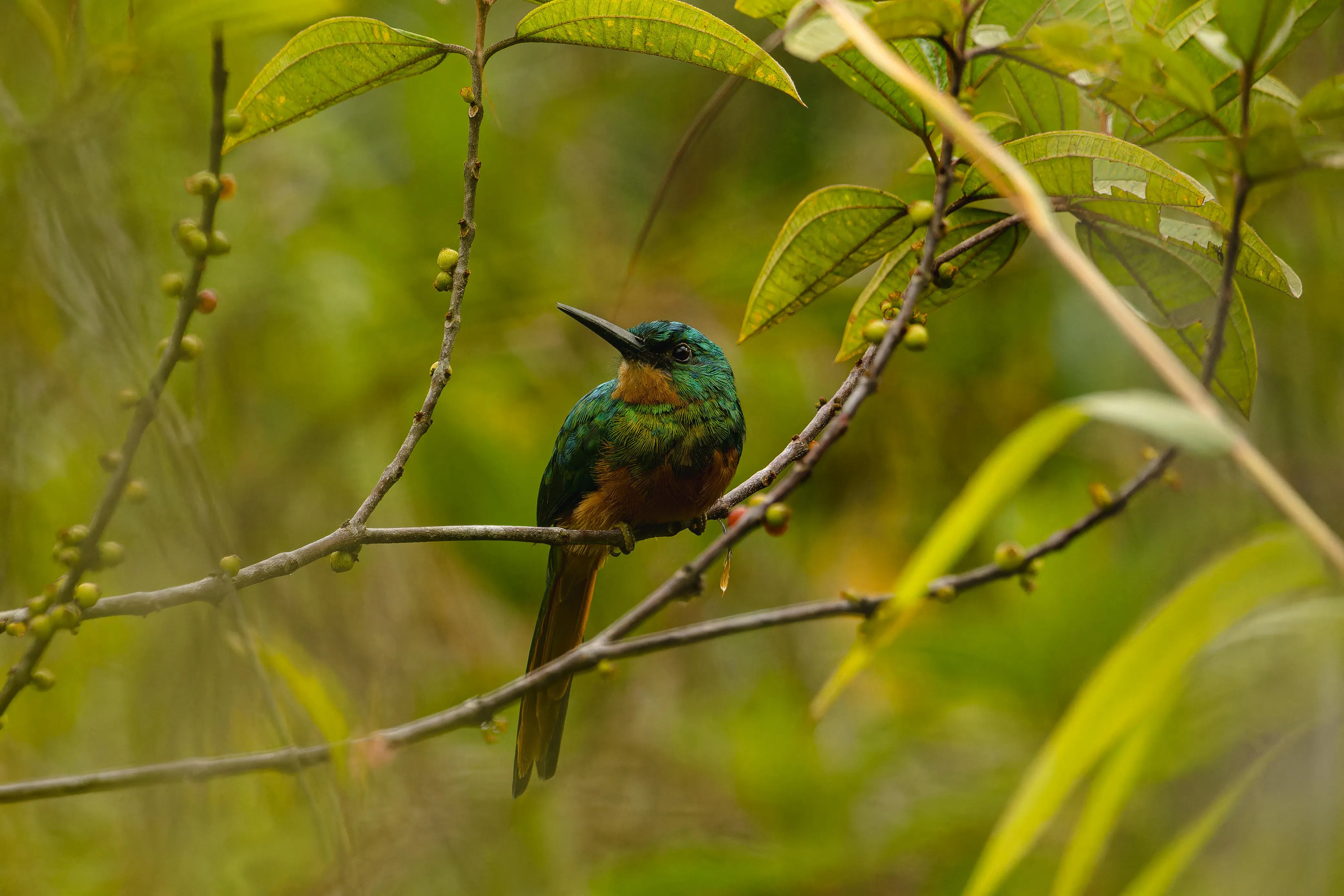 Jacamar · Rufous-tailed Jacamar, Galbula ruficauda, Silvery Refugio Natural, San Carlos, Antioquia