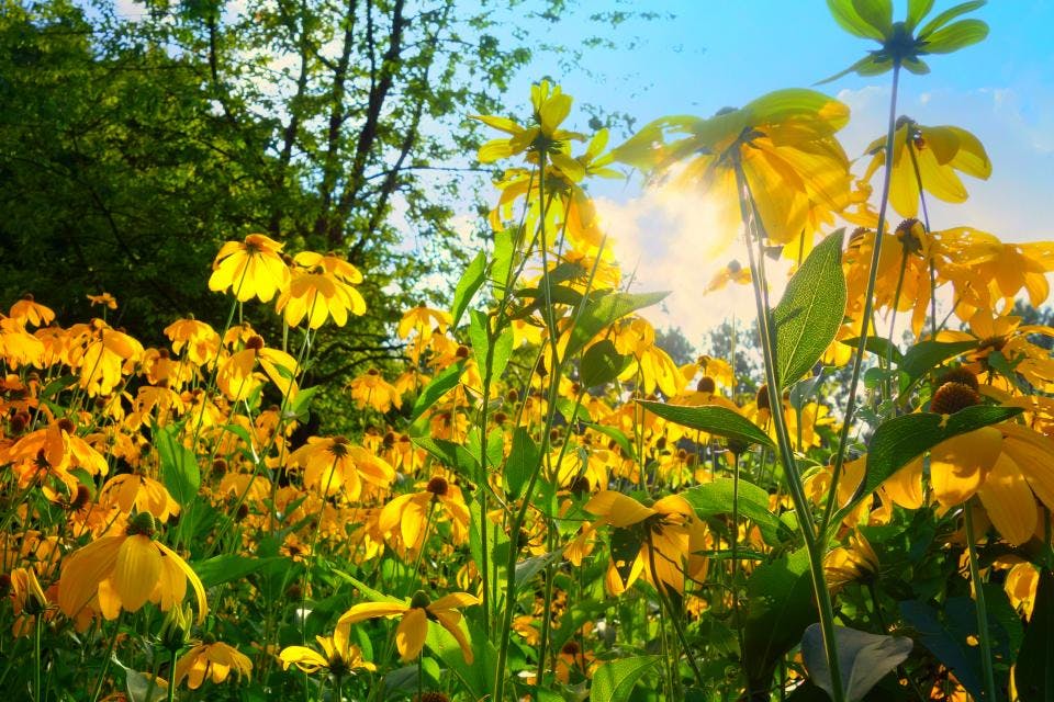 Summer Flowers