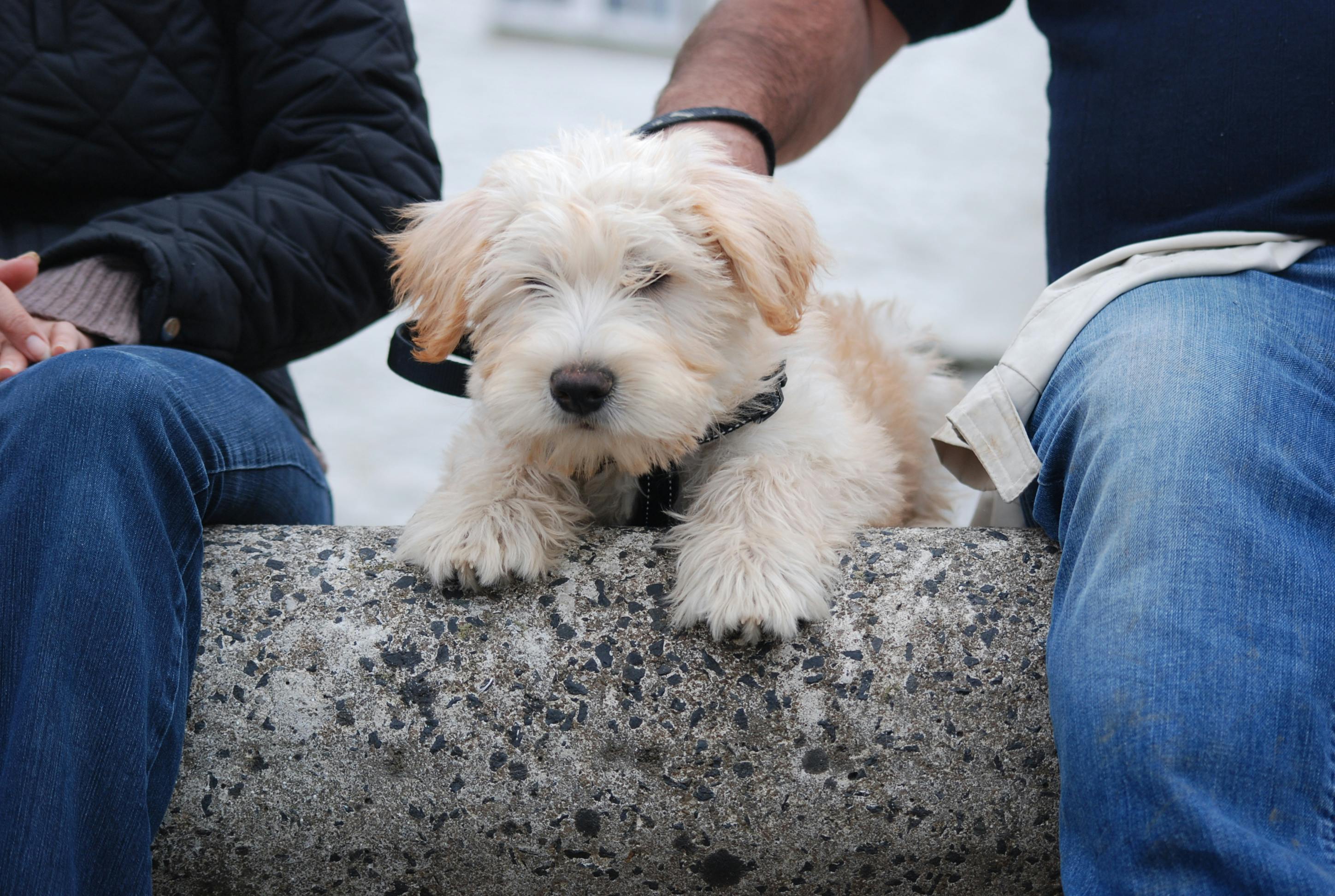 Bertie the Dogs first walk along the promenade.