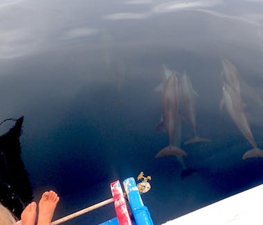 dolphins philippines white villas resort tours 0.5MB