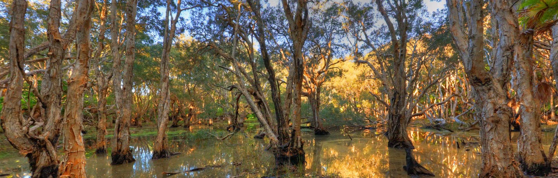 Paperbark Wetlands South West Rocks
