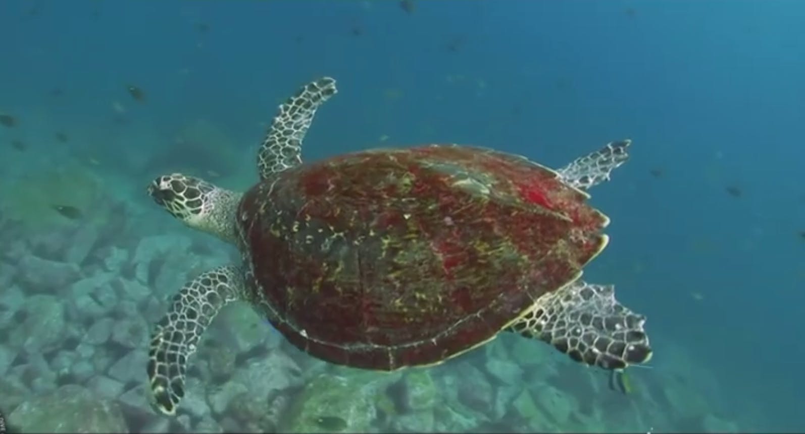 Diving - Fish Rock Cave