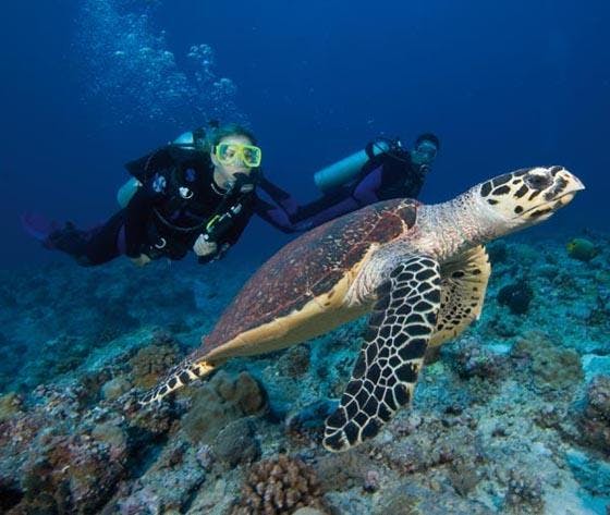 Diving - Fish Rock Cave