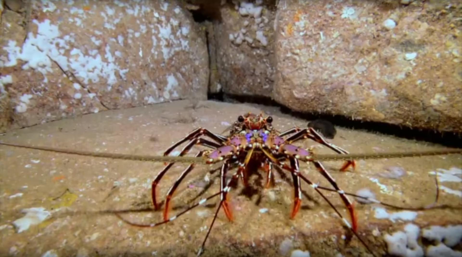 Diving - Fish Rock Cave