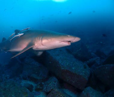 Fish Rock Cave - Shark Diving