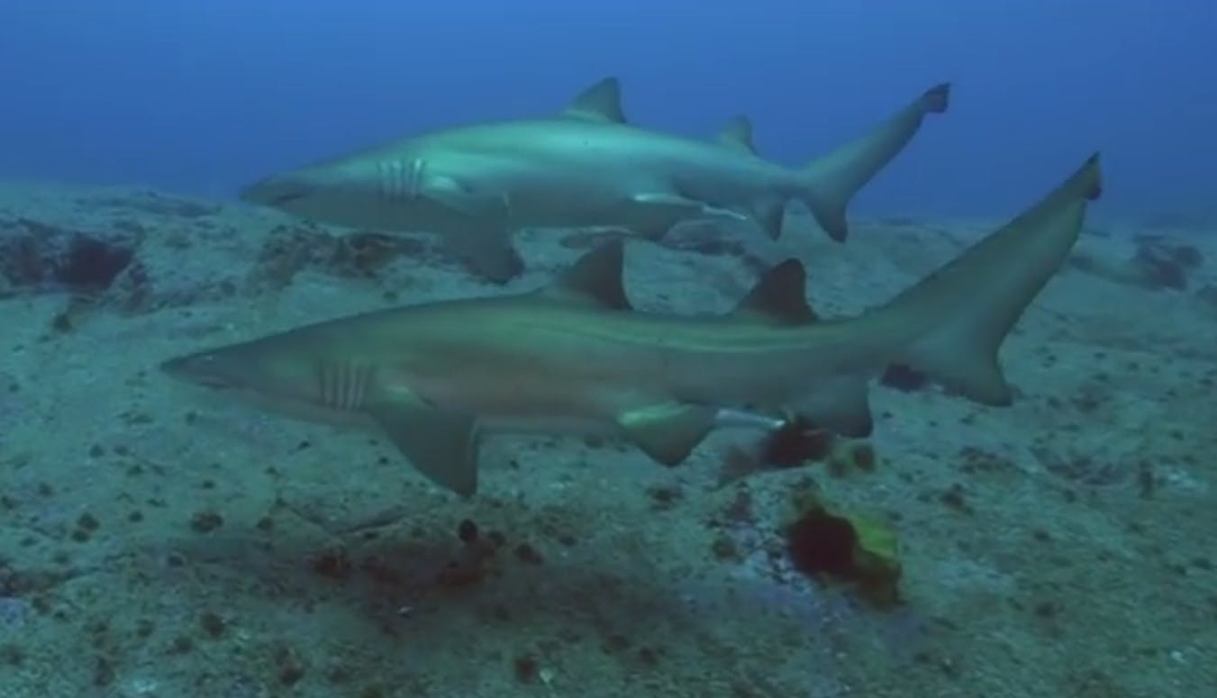 Diving - Fish Rock Cave