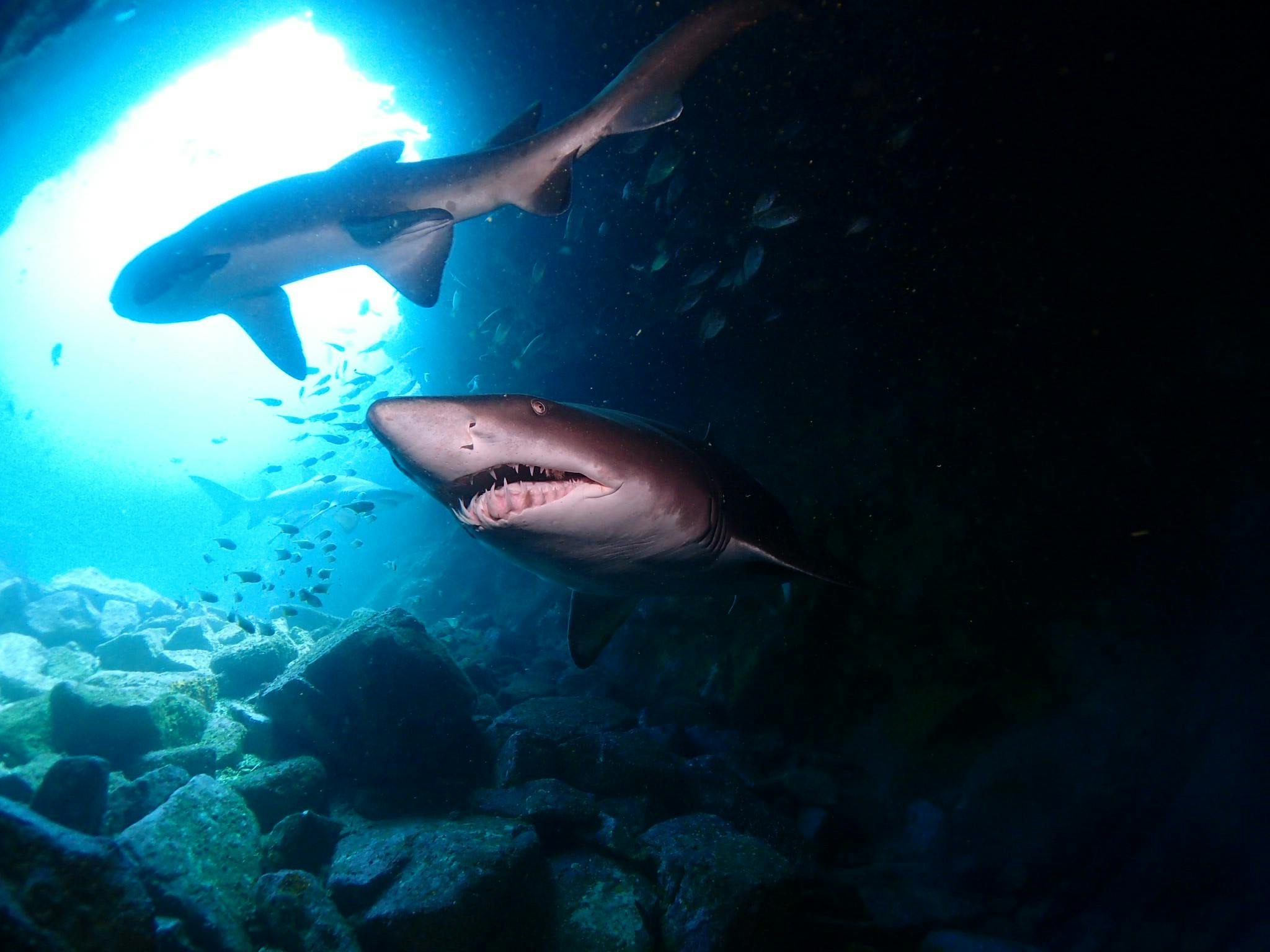 Fish Rock Cave - Shark Diving