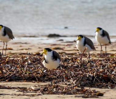 Yorke Peninsula accommodation, Port Vincent accommodation, Port Vincent Cabins