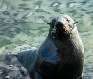 Yorke Peninsula accommodation, Port Vincent accommodation, Port Vincent Cabins