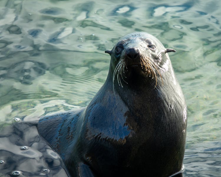 Yorke Peninsula accommodation, Port Vincent accommodation, Port Vincent Cabins