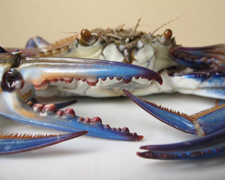 Yorke Peninsula accommodation, Port Vincent accommodation, Port Vincent Cabins