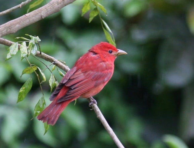 Summer Tanager