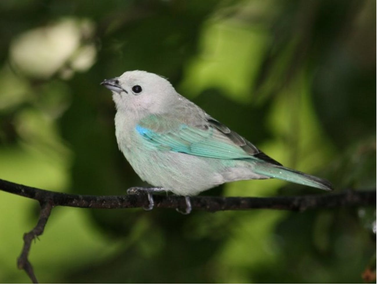 Blue Gray Tanager