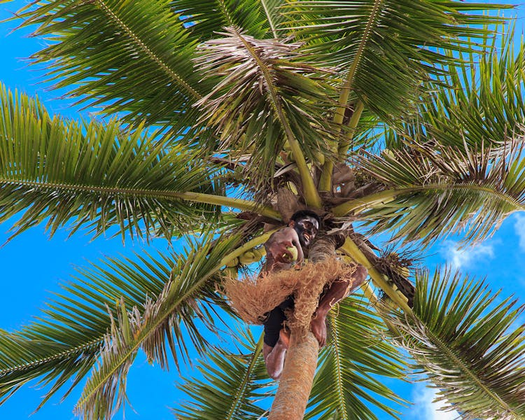 beachfront boutique hotel coral coast fiji coconut tree climbing fresh drink coconut