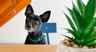 Oceanview Retreat | Twillingate & Beyond Inc. | Visit Twillingate | Hostel | Best Accommodation | Newfoundland | Pet Friendly