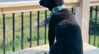 Oceanview Retreat | Twillingate & Beyond Inc. | Visit Twillingate | Hostel | Best Accommodation | Newfoundland | Pet Friendly