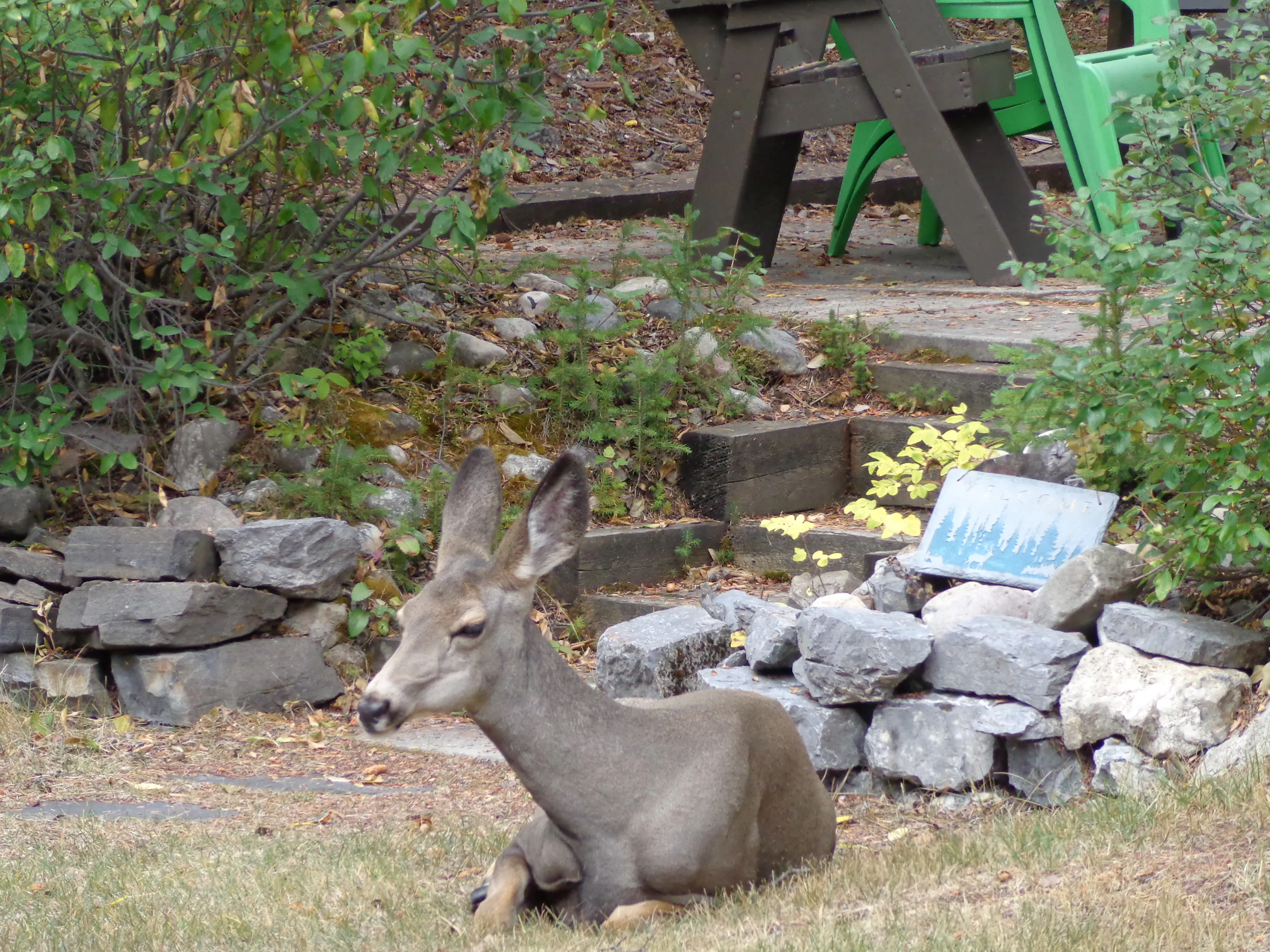 Deer relaxing in the warm sunshine at Ballyrock Home