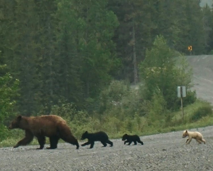 Three little bears and mama on their way to the picnic - cute blonde bear cub will be a hit.