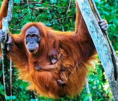 Orang Utan