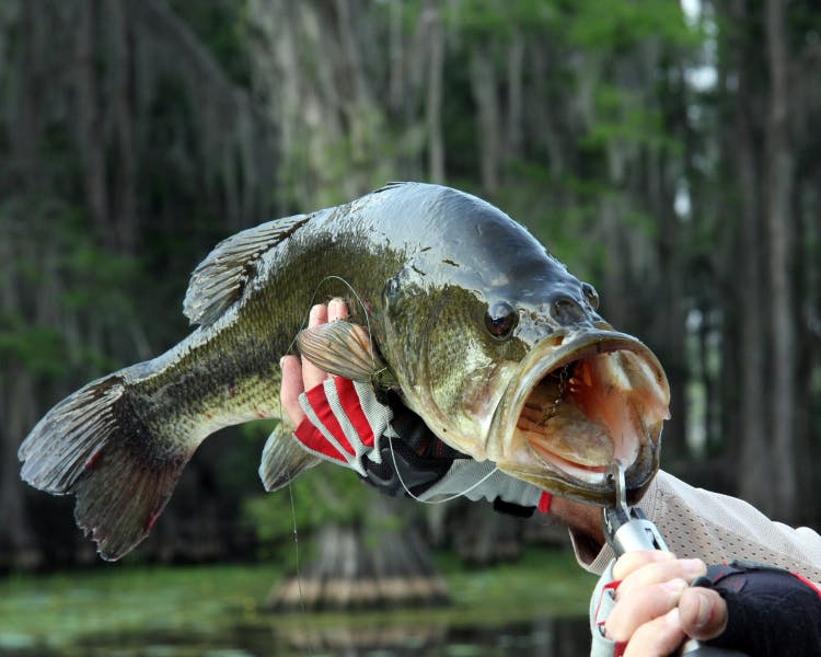 Summer Bay Orlando by Exploria Resorts - mini golf, ziplining, jet skiing, 64 acre lake, fishing, tennis, and pickleball.