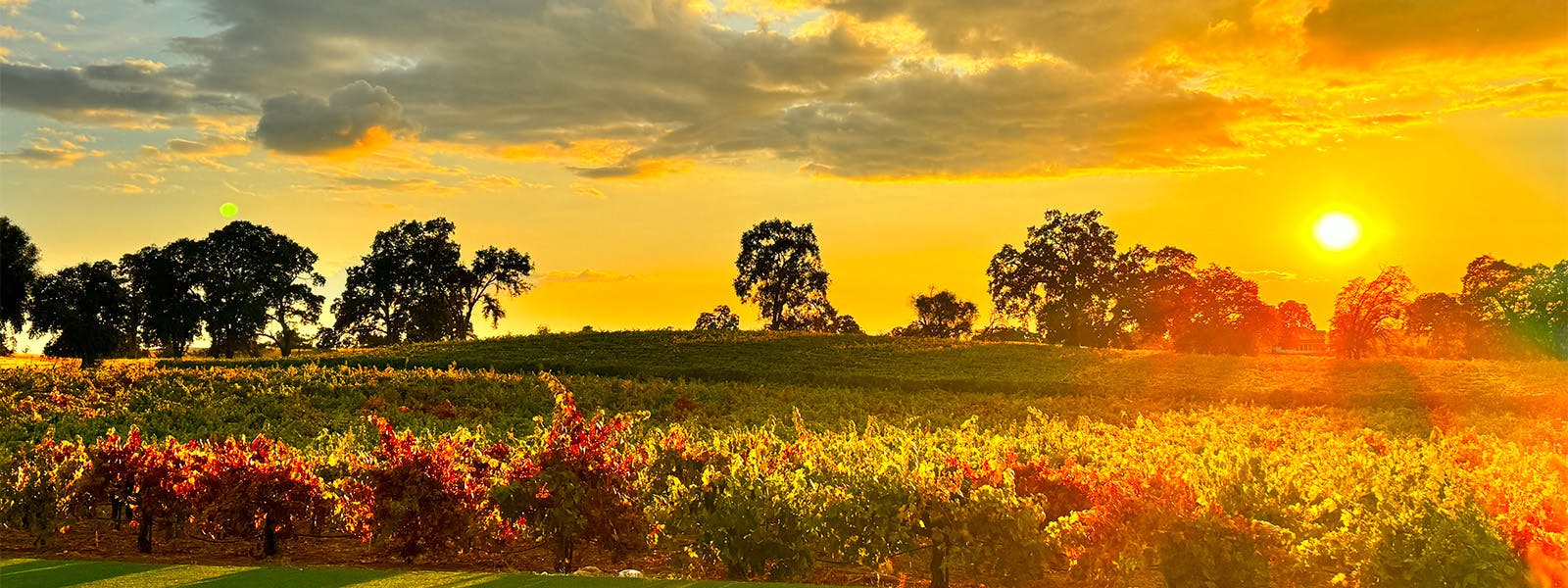 Vineyard, sunset, vines