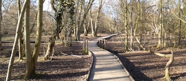 A picture of the great raised walkway through Hatfield Forrest, a National Trust site
