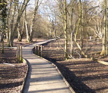 A picture of the great raised walkway through Hatfield Forrest, a National Trust site