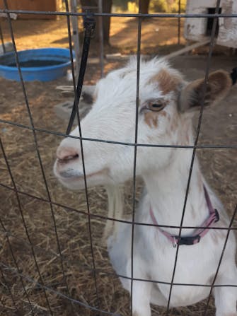 Goat behind fence