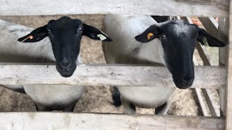 Two sheep with black faces
