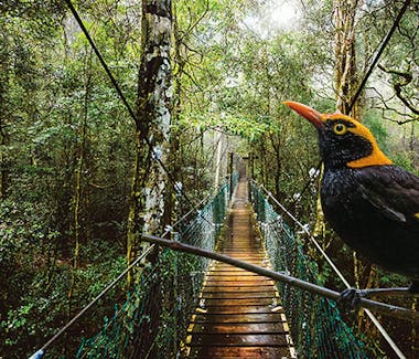 Lamington National Park