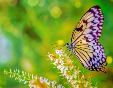 Haven Hall Hotel Butterfly Farm picture