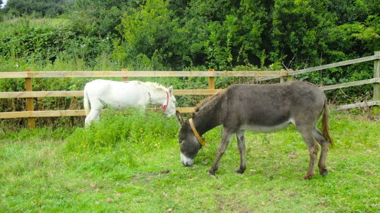 Haven Hall Hotel The Donkey Sanctuary