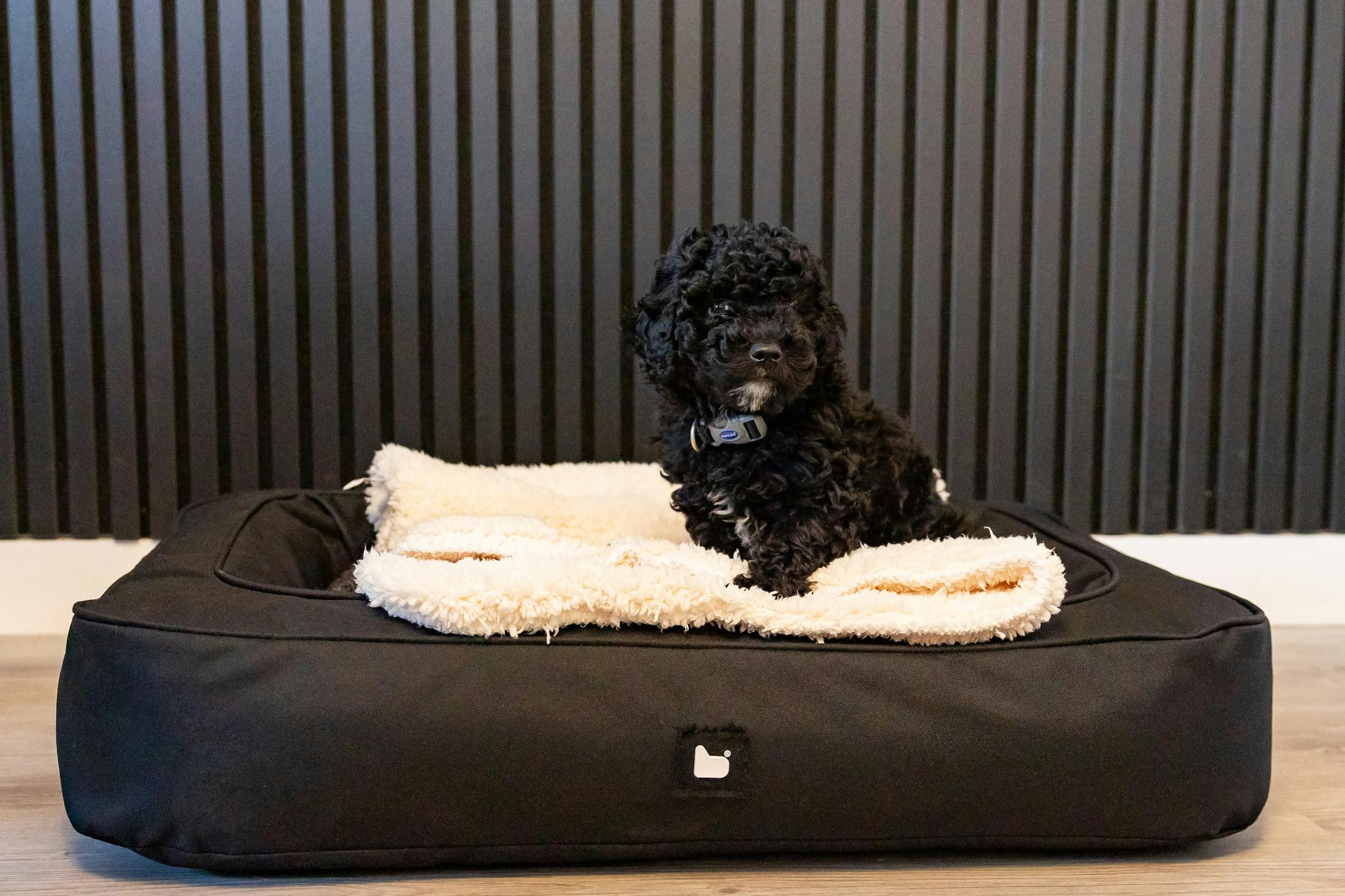 Apartment 1 Pet Friendly