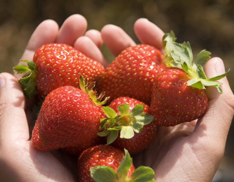 12 Apostles Food Artisan Berryworld Strawberries