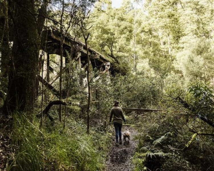 Timboon Rail Trail Trestle Bridge