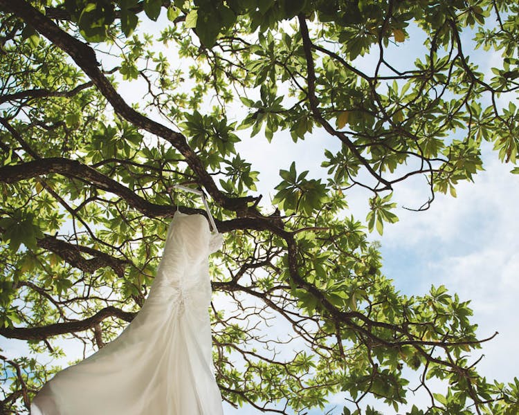 Wedding dress in tropical tree #erakorbeachweddings #weddingceremonyonthebeachsouthpacific #Vanuatutropicalbeachweddings