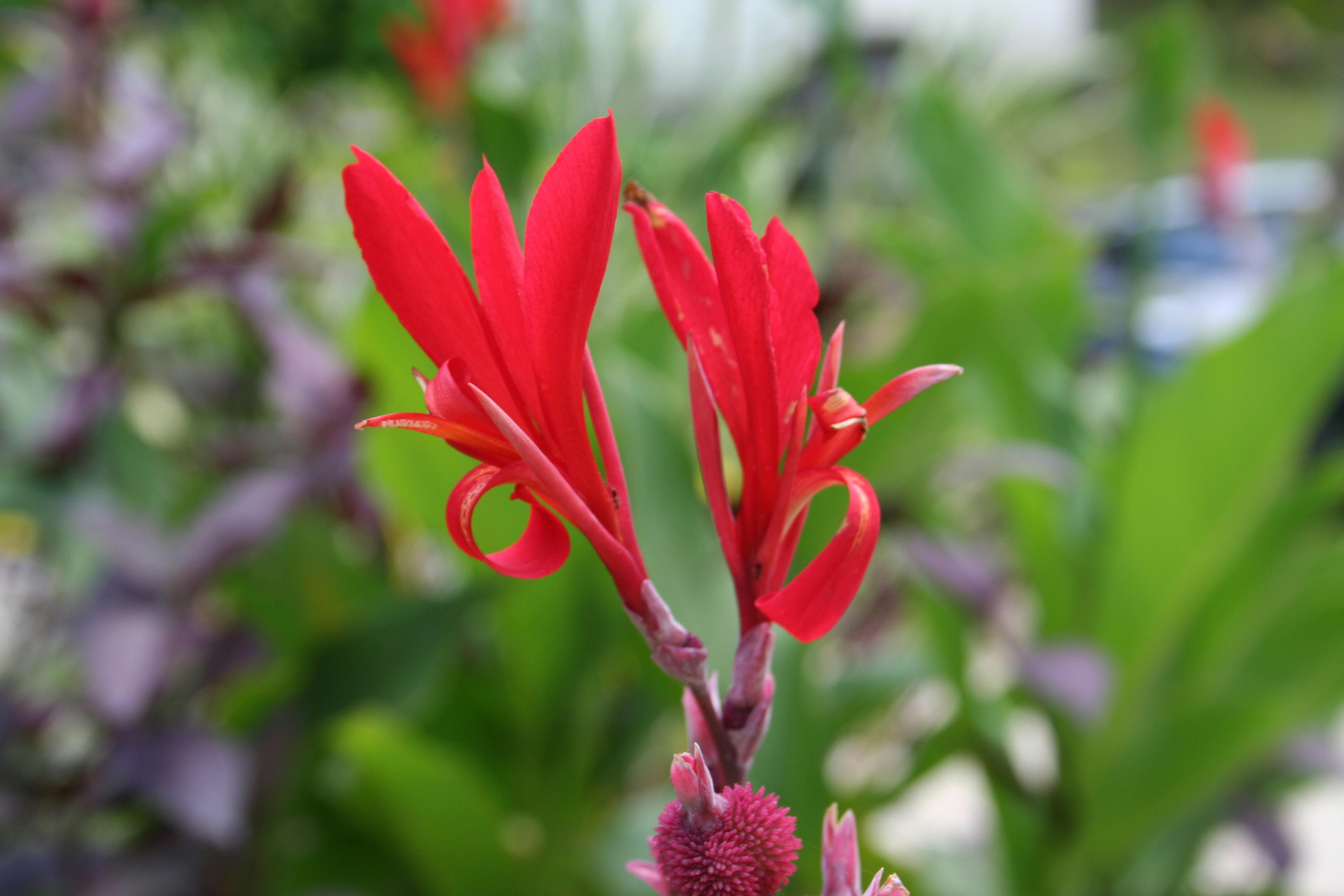 Tropical Flower erakor island resort Vanuatu tourism