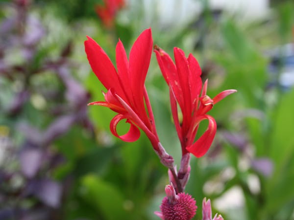 Tropical Flower erakor island resort Vanuatu tourism