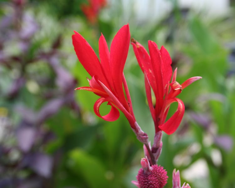 Tropical Flower