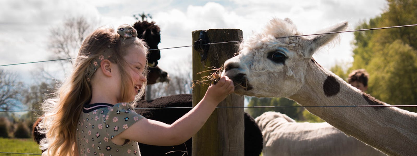 A small girl feeding an alpaca at Musterer's Accommodation, Fairlie.