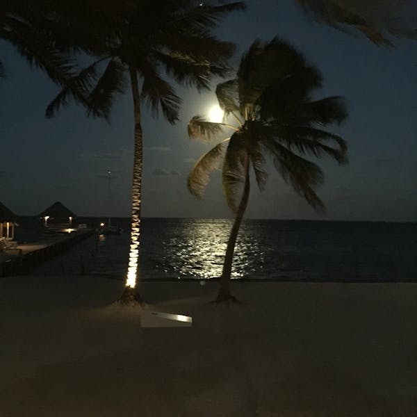 Moonrise over palm trees