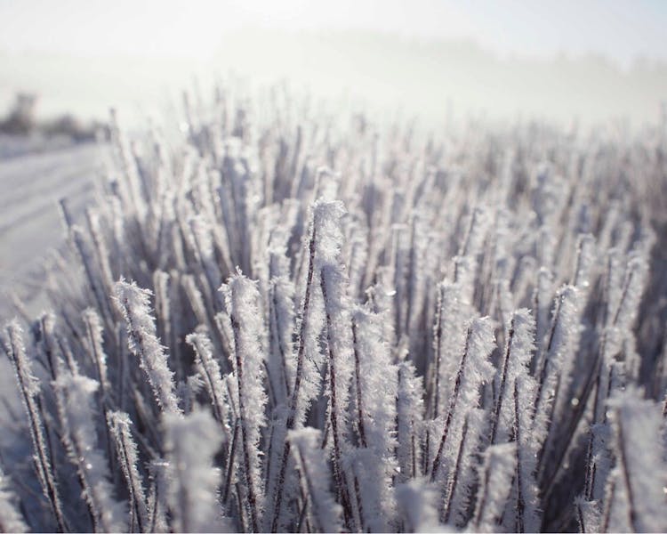 stunning hoar frost picture in Ekeby, Visby, Gotland