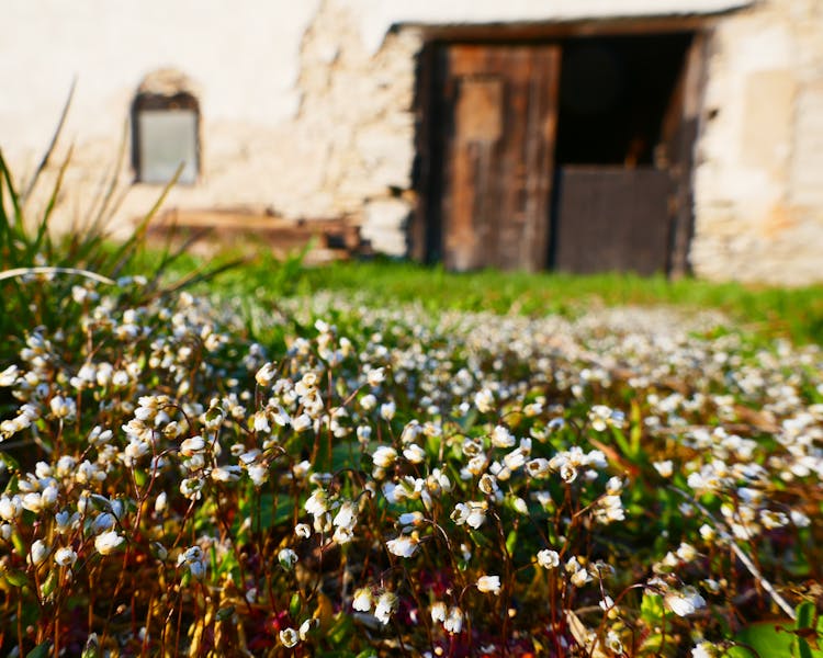 Common whitlow grass in Gotland at Three Pheasants Boutique Bed and Breakfast