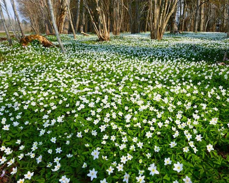 Meadow of anemones in a enge near Ekeby, Visby, Gotland